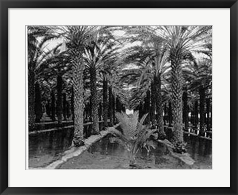 Framed Palm Grove Print