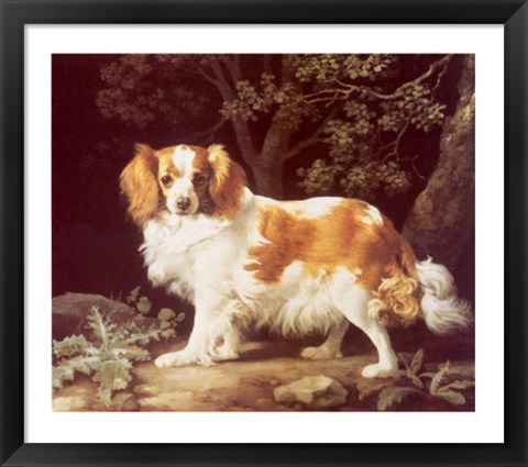 Framed King Charles Spaniel Print