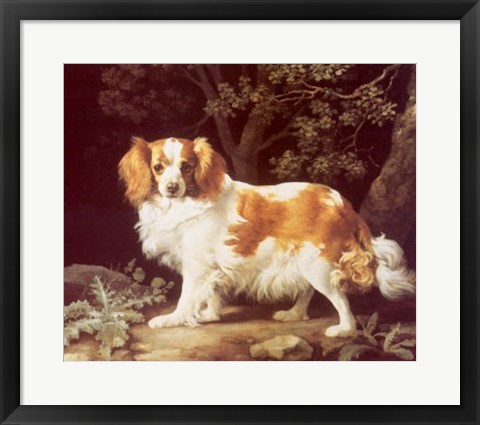 Framed King Charles Spaniel Print