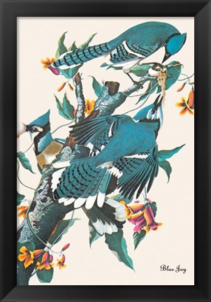 Framed Blue Jay Print