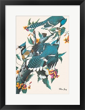 Framed Blue Jay Print