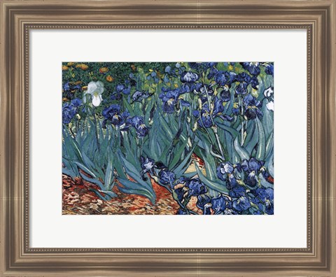 Framed Irises in the Garden, Saint-Remy, c.1889 Print