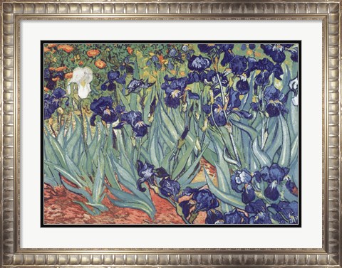 Framed Irises, Saint-Remy, c.1889 Print