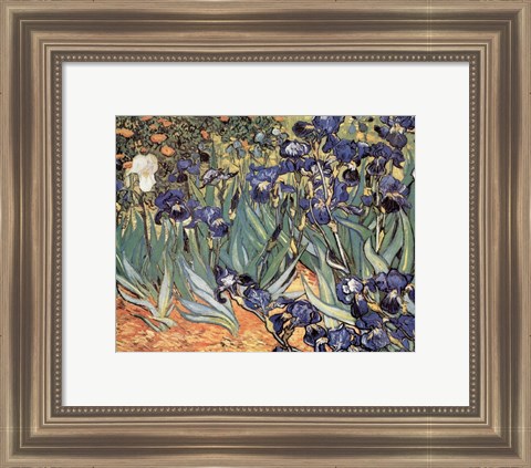 Framed Irises in the Garden, Saint-Remy, c.1889 Print