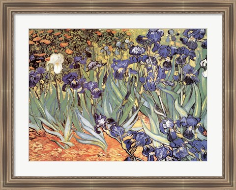 Framed Irises in the Garden, Saint-Remy, c.1889 Print