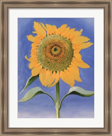 Framed Sunflower, New Mexico, 1935 Print