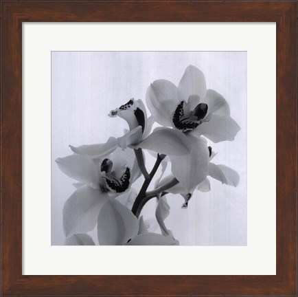 Framed Orchid Spray II Print