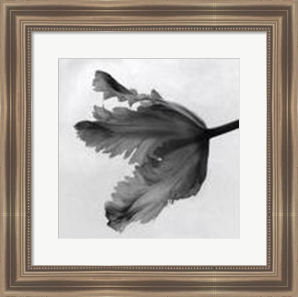 Framed Parrot Tulip II Print