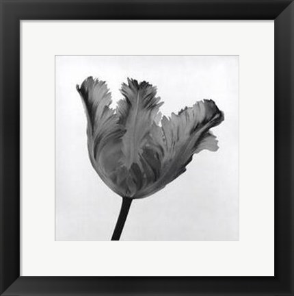 Framed Parrot Tulip I Print