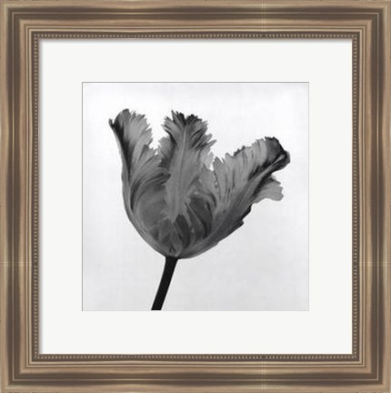 Framed Parrot Tulip I Print