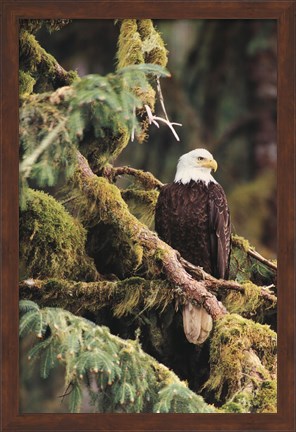 Framed Silent Sentinel, Alaska Print