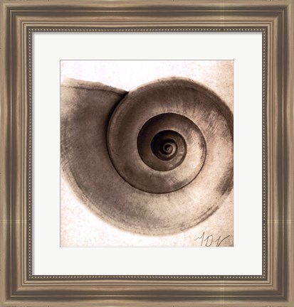 Framed Snail Shell Print