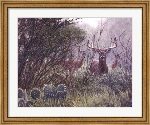 Framed Lone Star Whitetail Print