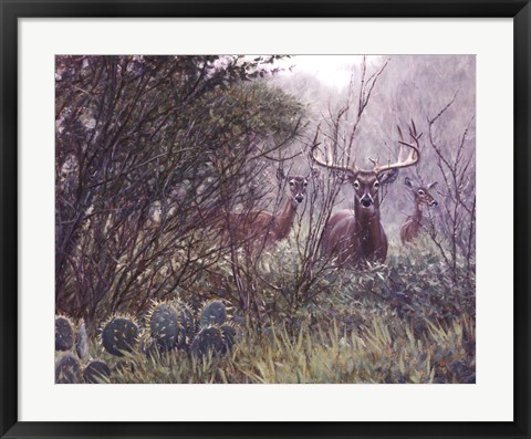 Framed Lone Star Whitetail Print