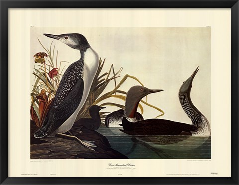 Framed Red Throated Diver Print