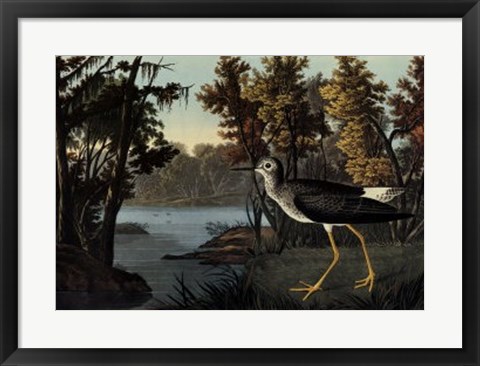 Framed Yellow Shank Print