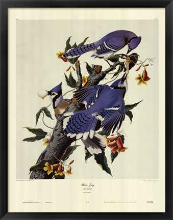 Framed Blue Jay Print