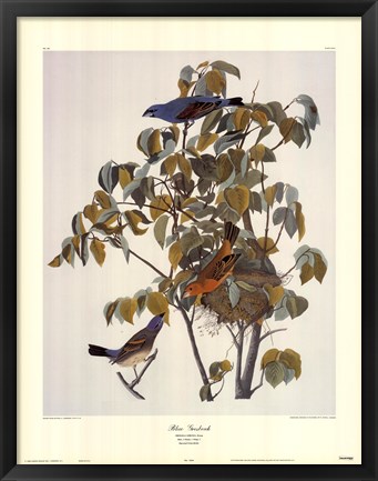 Framed Blue Grosbeak Print