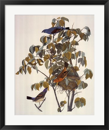 Framed Blue Grosbeak Print