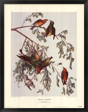 Framed American Crossbill Print