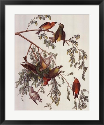 Framed American Crossbill Print