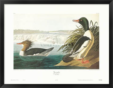 Framed Goosander Print