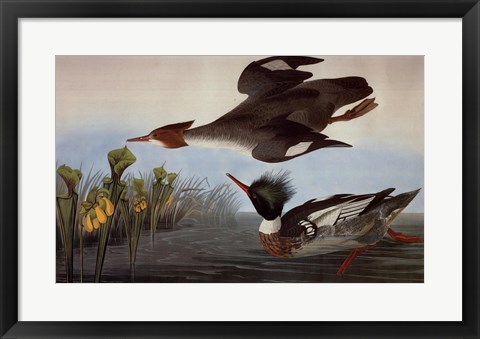 Framed Red Breasted Merganser Print