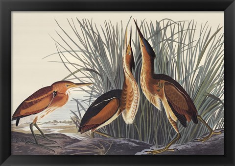 Framed Least Bittern Print