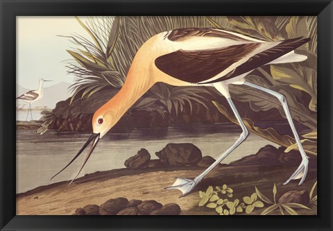 Framed American Avocet Print