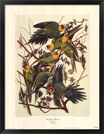 Framed Carolina Parrot Print