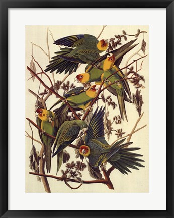 Framed Carolina Parrot Print