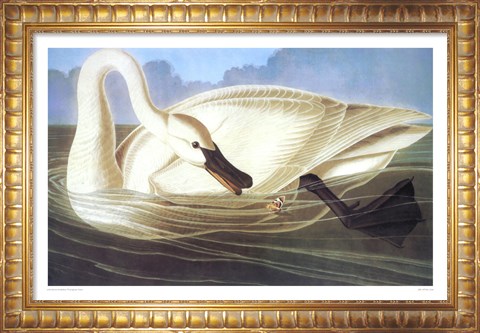 Framed Trumpeter Swan Print