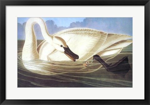 Framed Trumpeter Swan Print