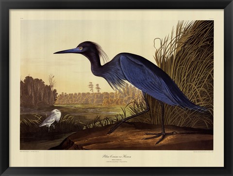 Framed Blue Crane Or Heron Print