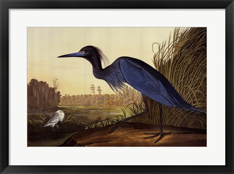 Framed Blue Crane Or Heron Print