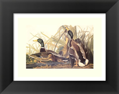 Framed Mallard Duck Print