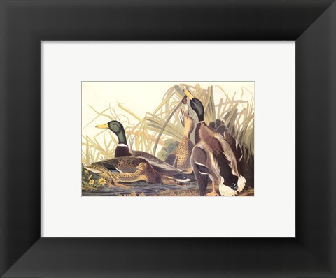 Framed Mallard Duck Print