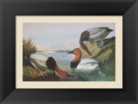 Framed Canvas Backed Duck Print