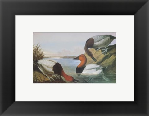 Framed Canvas Backed Duck Print