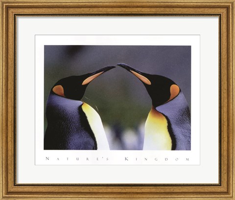 Framed King Penguins Print