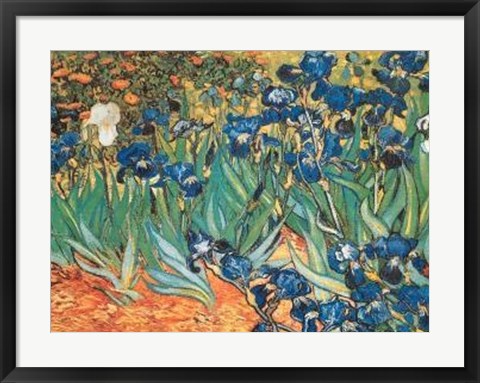 Framed Iris Garden Print