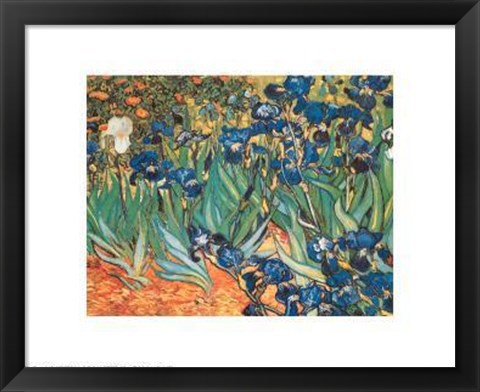 Framed Iris Garden Print