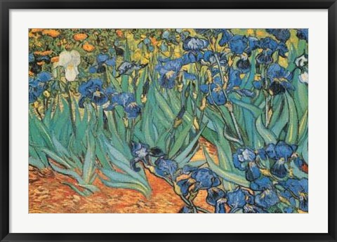 Framed Garden Of Irises Print