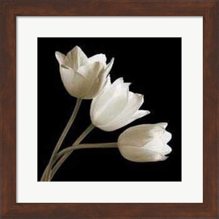 Framed Three Tulips Print