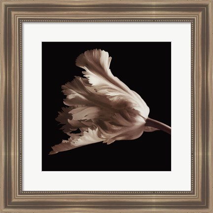 Framed Tulip Print