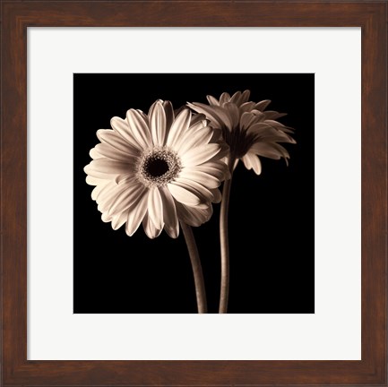 Framed Gerber Daisies I Print