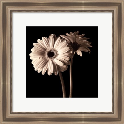 Framed Gerber Daisies I Print