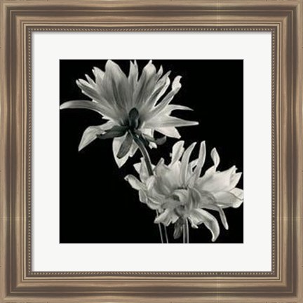 Framed Dahlia Print