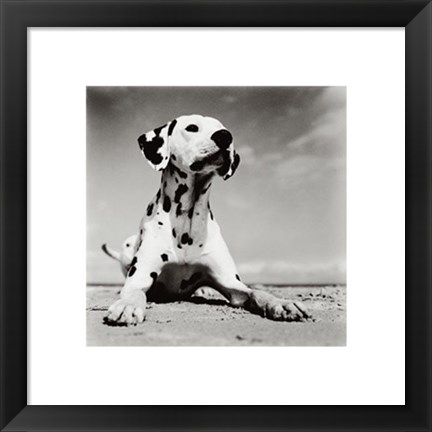 Framed Dalmation Puppy Print