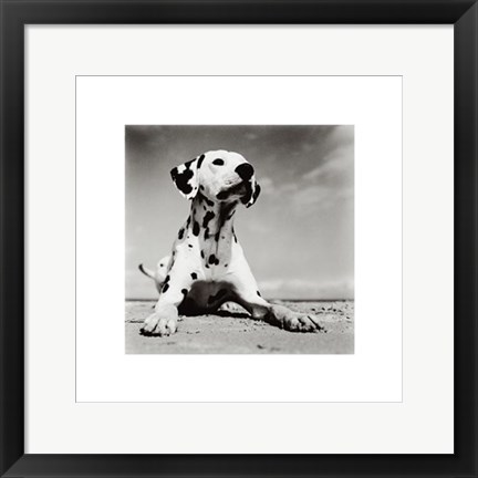 Framed Dalmation Puppy Print